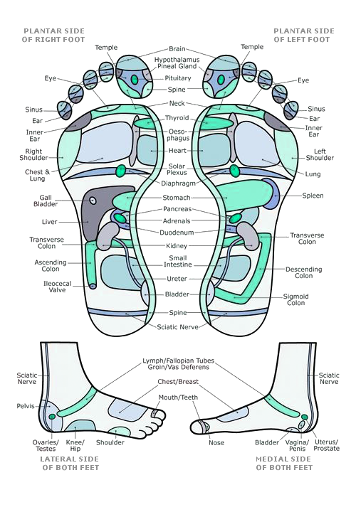 masage-mansfield-foot-reflexology-chart1-2